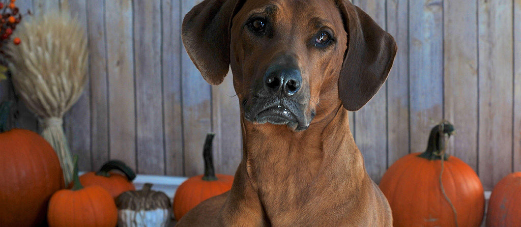 a large brown pointer dog sits in a decorated wooden slated room surrounded by orange pumpkins