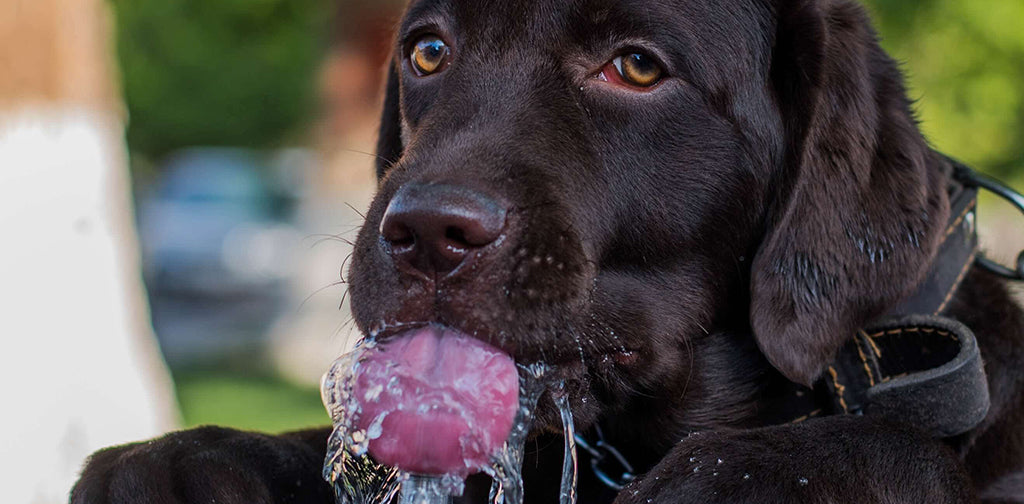 a chocolate Labrador drinks water with a pink tongue whilst resting on grass in their garden