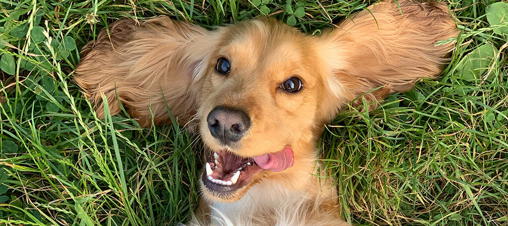 a long eared, blonde spaniel-like dog lies with their mouth open on grass