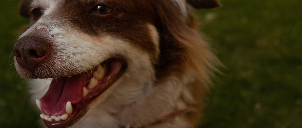 a brown and white Colliedog showing their teeth as they pant whilst sat on green grass