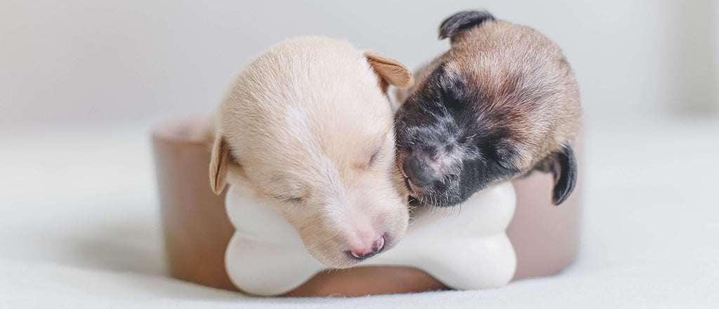 a blonde and brown puppy sleep next to each other in a brown ceramic dog bowl that's decorated with a white bone on the front