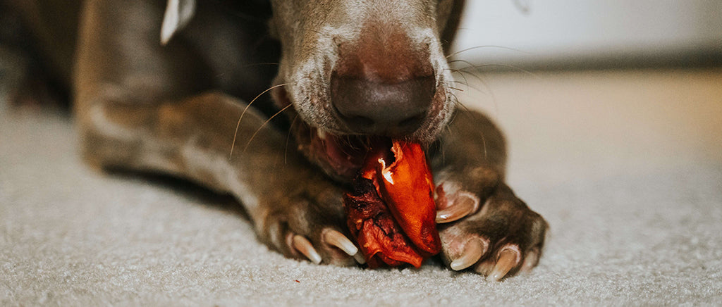 a large brown dog holds something red and metallic looking in between their paws and gnaws on it whilst laying front-first on beige carpet