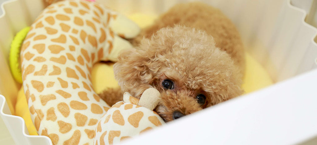 a brown minature poodle lies in a yellow bed with a giraffe patterned toy