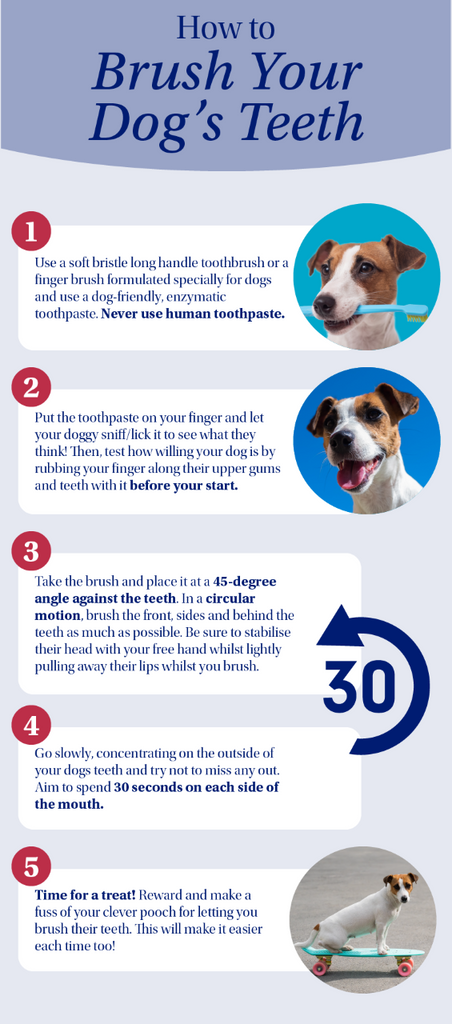 a white, blue and red infographic detailing how to brush your dog's teeth