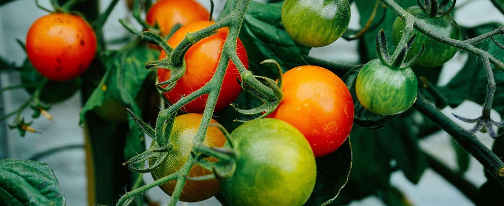 Large and small tomatoes, that are green and red, hang from their green vine