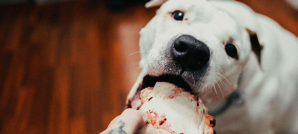 a medium-sized white dog opens their mouth to receive some meat whilst sat on dark laminate wood flooring