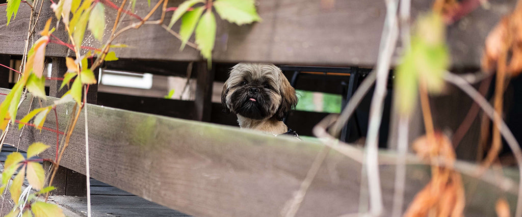 a small, brown Shih-Tzu looks through the wooden side slats of a wooden bridge, framed by green leaves