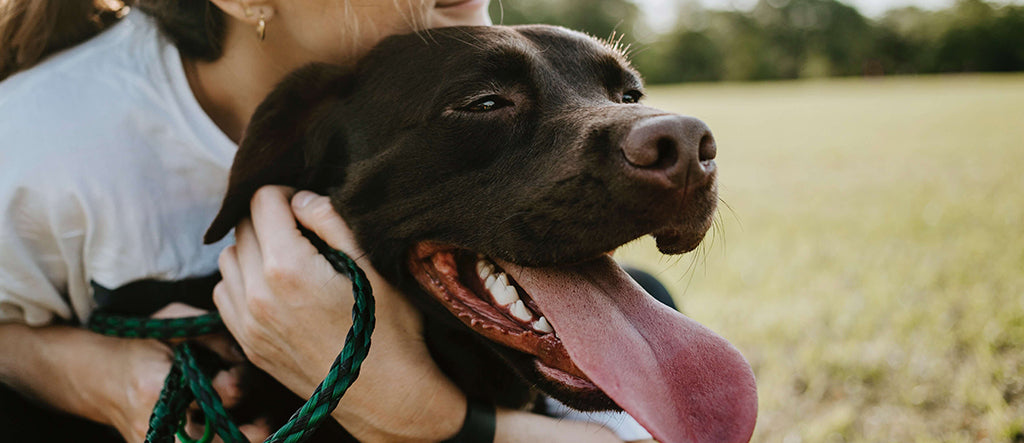 A chocolate Labrador pants whilst being hugged by a white, brown haired female wearing gold hoop earrings and a white t-shirt. They are in a green field
