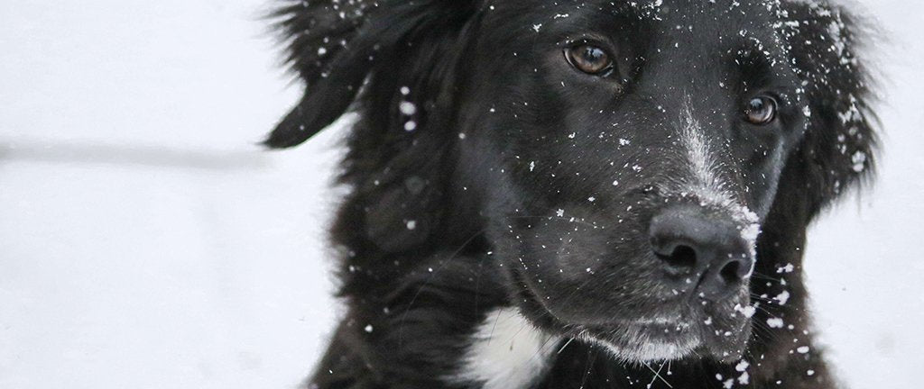a black Collie dog in the snow
