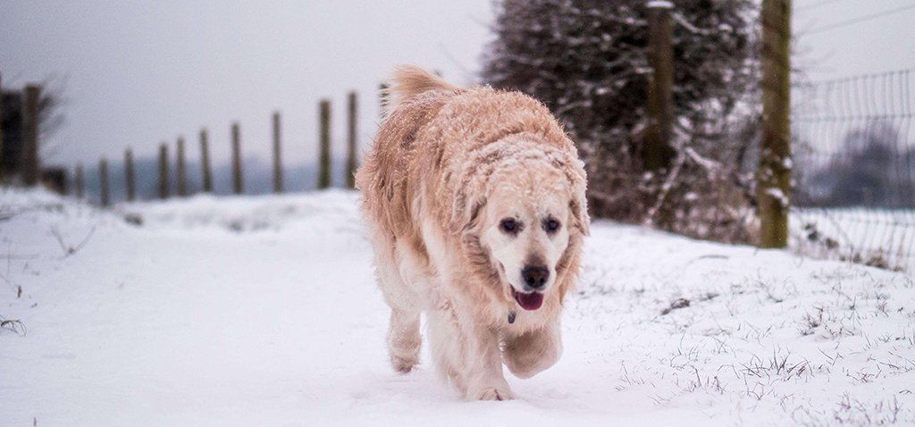 a golden retriever walks in thick snow along a wired fence in a field