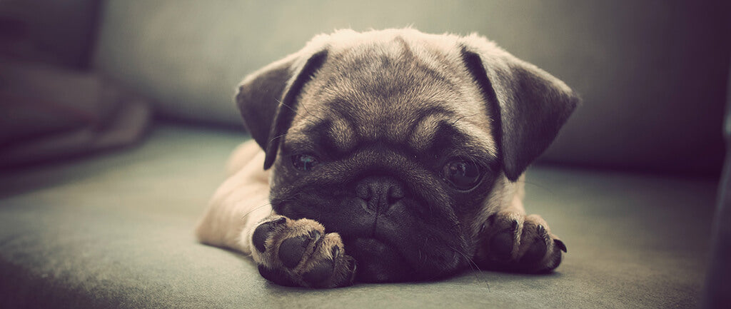 a small pug puppy lies on their front and rests their chin on a dark green sofa