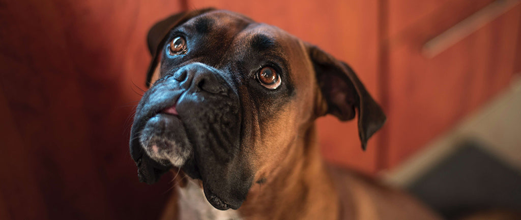 a boxer dog sits in their kitchen against reddish cupboards looking upward