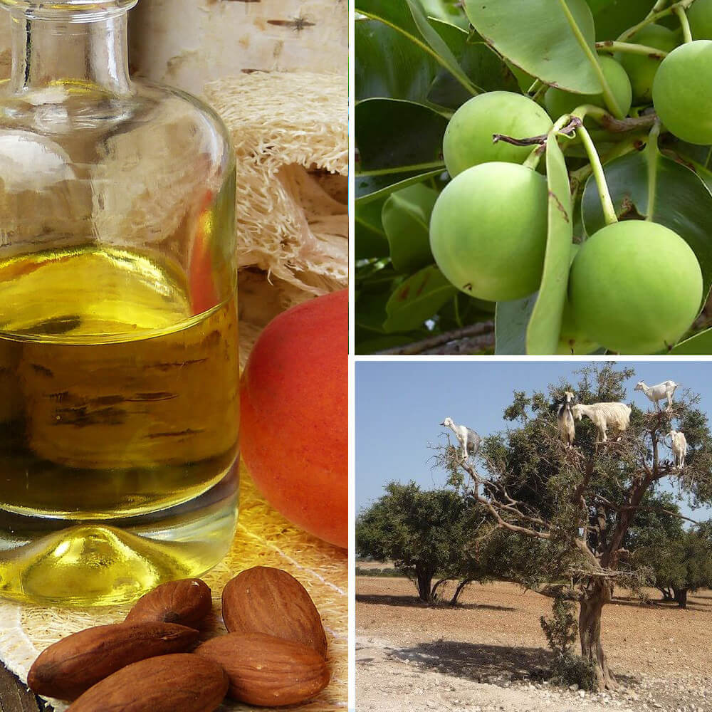 argan nuts, tree and oil
