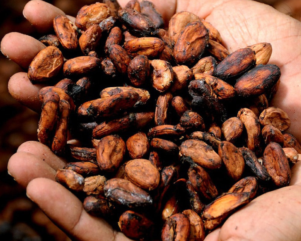 coffee grains in someone's hands