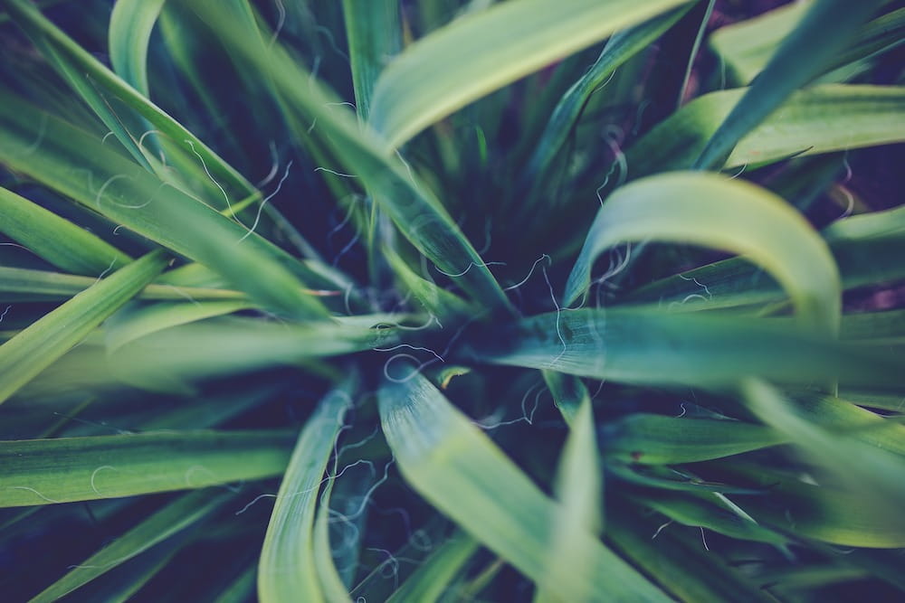 close up of a yucca