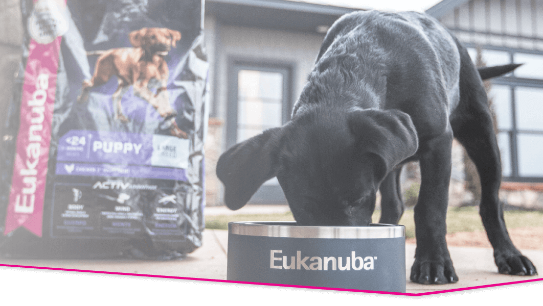 Black labrador puppy eats food out of a Eukanuba dog food bowl