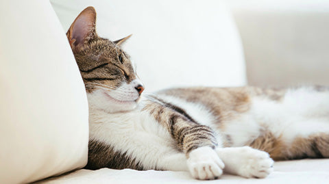 Un gato acostado en un sofá blanco