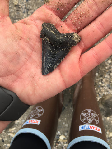 Hand holding a fossilized shark tooth on the beach