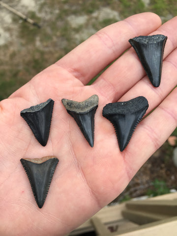Handful of shark teeth discovered on the South Carolina coast
