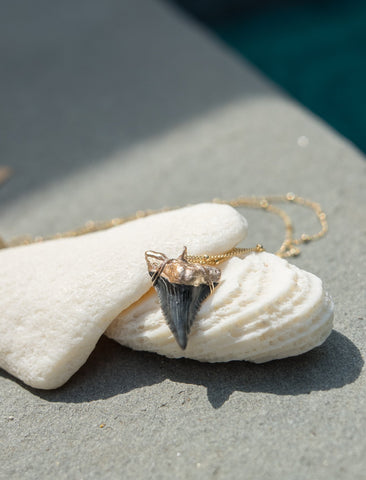 Hemipristis Serra Fossil Shark Tooth Necklace