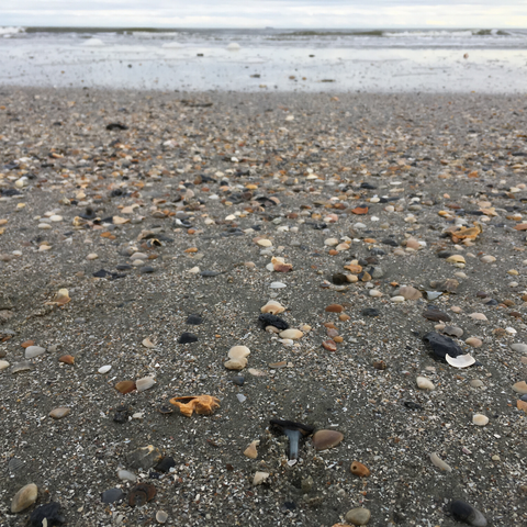 South Carolina beach covered in shells and fossils