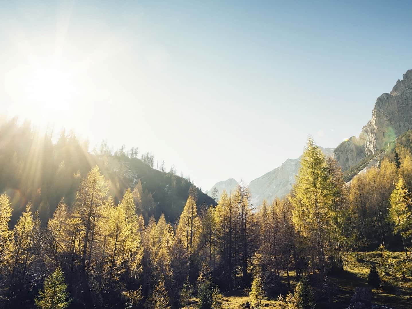 Pines and mountains