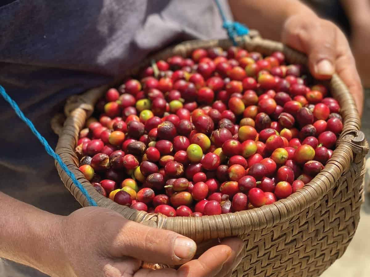 Coffee cherry in a basket in Mexico