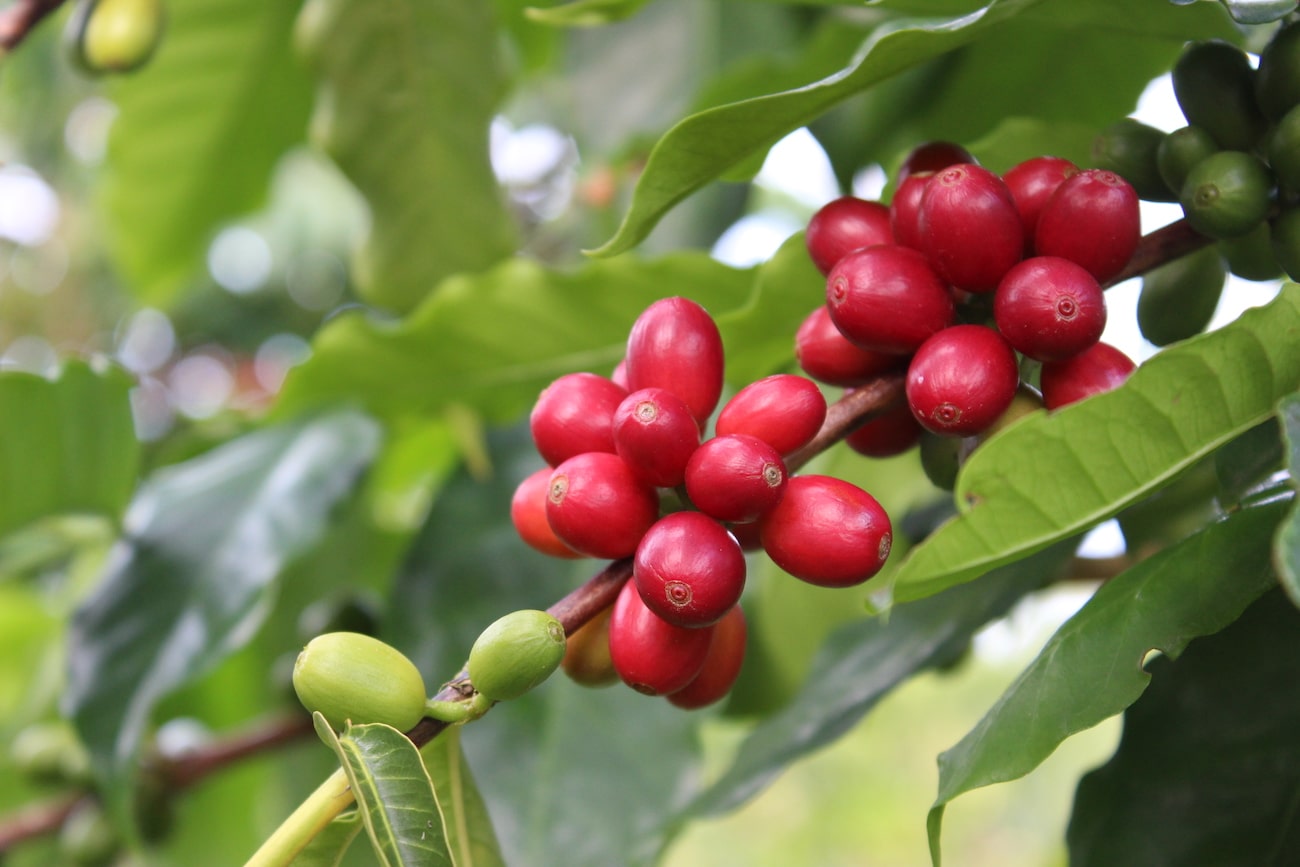Coffee cherries on a coffee tree