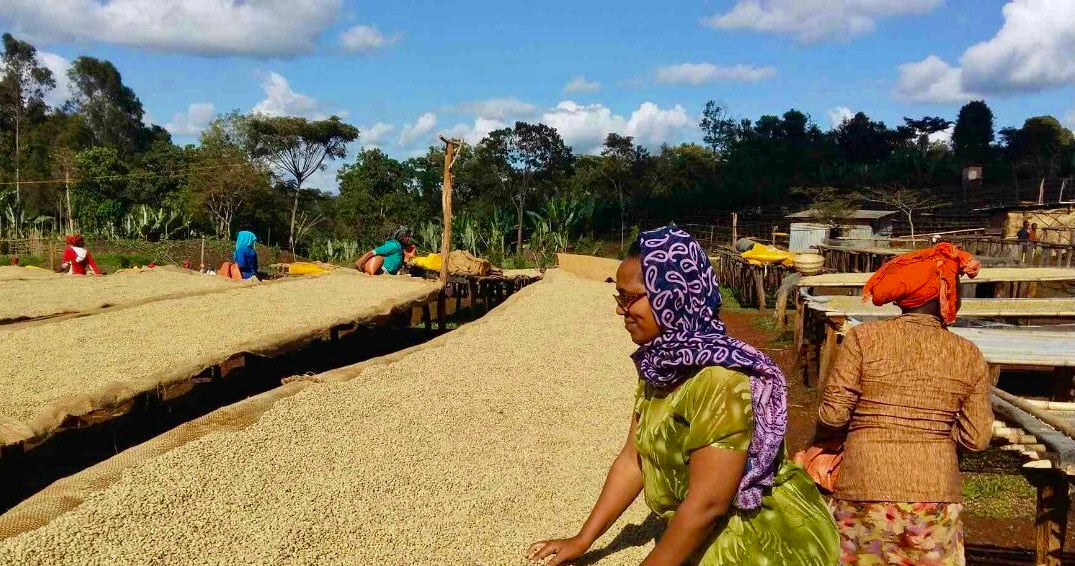 Coffee drying beds and coffee producers