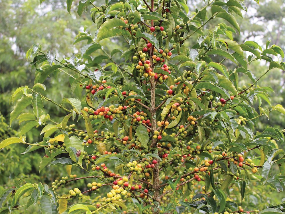 A coffee tree with coffee cherries from our producing partners in Ethiopia