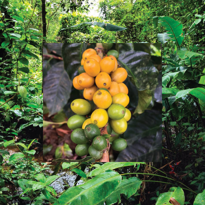 Gold Mountain Coffee Growers Rainforest and Coffee Cherries