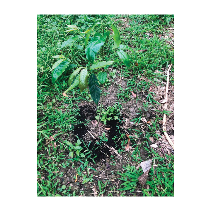 Coffee Pulp Being Used as Fertilizer