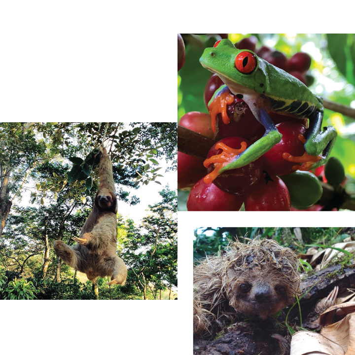Sloths and Frog at Gold Mountain Coffee Growers