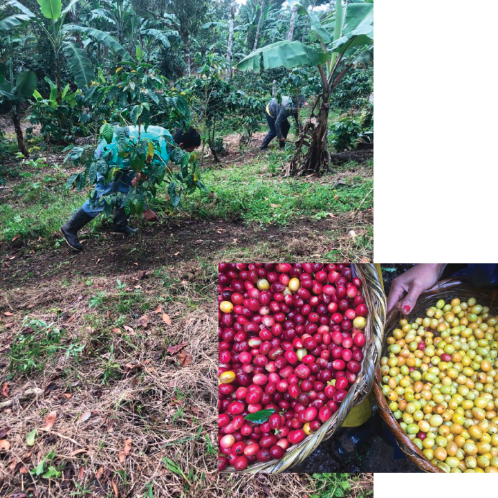 Weeding and Coffee Cherries at Gold Mountain Coffee Growers