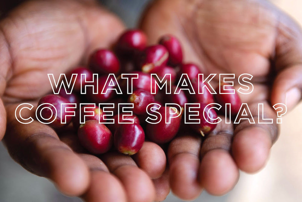 What makes coffee special? Hands holding red coffee cherries.