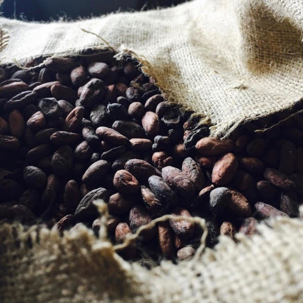 Cacao Beans in a Burlap Sack