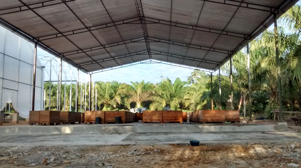 Cacao drying under a patio