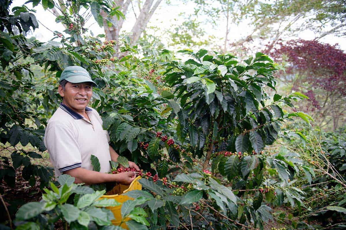 A coffee producer standing next to coffee trees on his farm