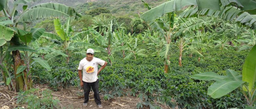 Farmer on the Peru Rutas del Inca coffee farm
