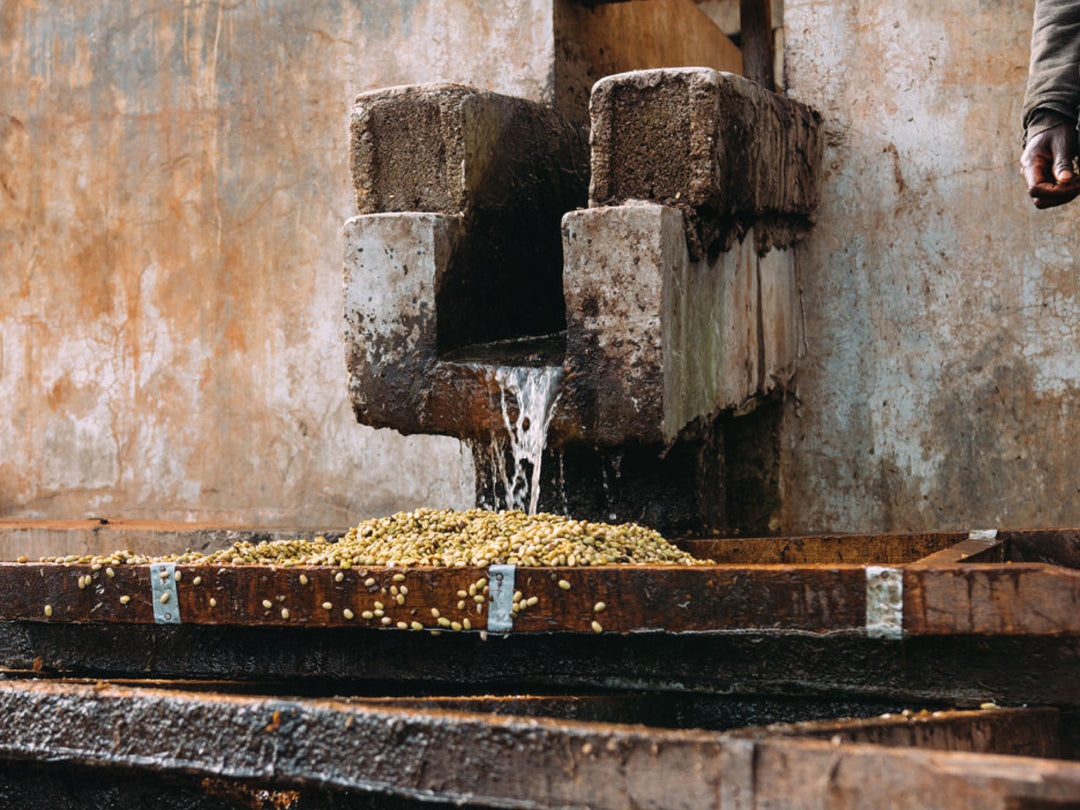 Washing the pulp off of coffee at the Suke Quto washing station in Ethiopia