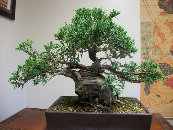How to Wire Bind Bonsai Trees