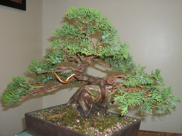 How to Wire Bind Bonsai Trees