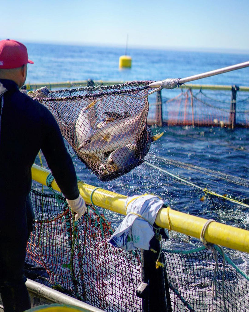 kanpachi omega blue fish farm baja california