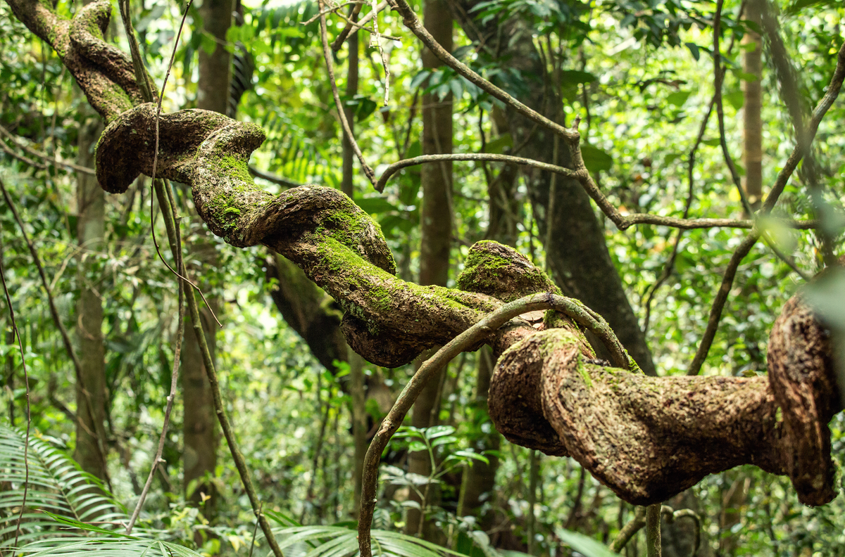 Лиана в тропическом лесу Синхараджа Шри-Ланка