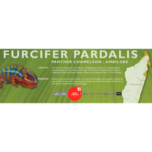 Load image into Gallery viewer, Panther Chameleon (Furcifer pardalis) Standard Vivarium Label