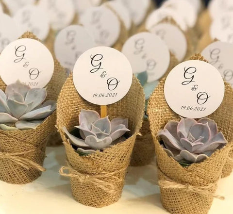 Mini Succulents as Wedding Favours in Ireland