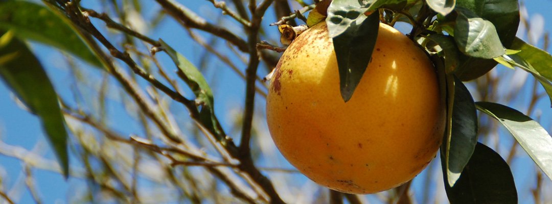 Grapefruitolaj