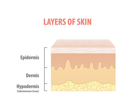Layers of skin and why silica matters
