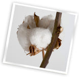 Organic Cotton used in WJ Southard's Organic Mattress