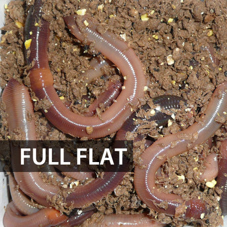 Country Bait · 1 Flat (Approx. 500) Large Dew Worms